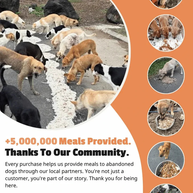 Rescue Paws Bracelet
